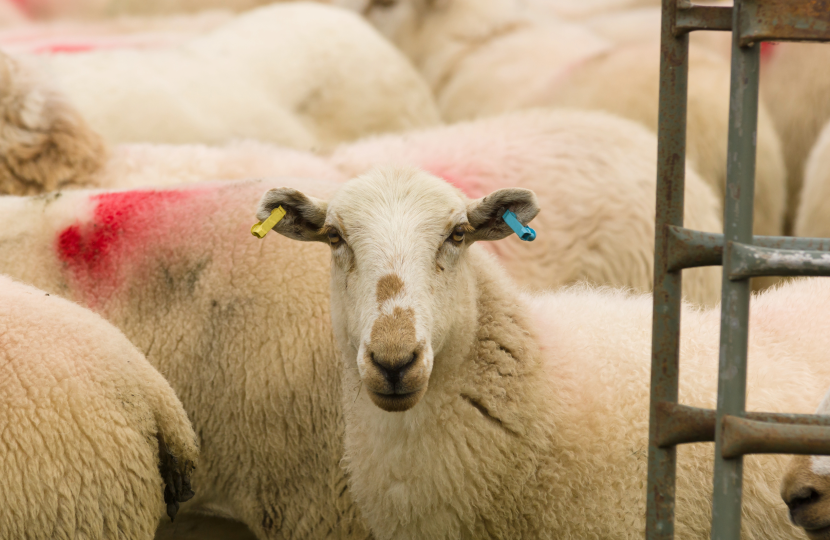 Live exports